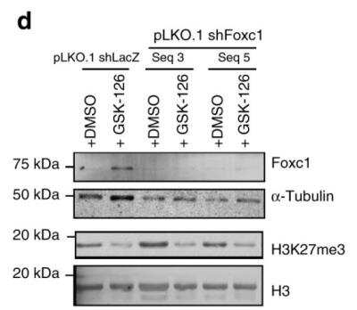 Knockdown Validated: FoxC1 Antibody [NB100-1268]