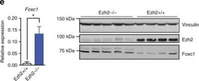 Western Blot: FoxC1 Antibody [NB100-1268]