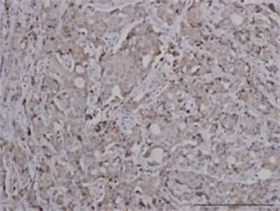 Immunohistochemistry-Paraffin: FoxC2 Antibody (2H3) [H00002303-M02]