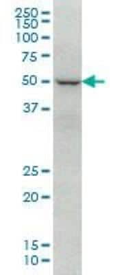 Western Blot: FoxC2 Antibody (2H3) [H00002303-M02]