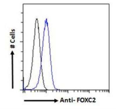 Flow Cytometry: FoxC2 Antibody [NB100-1269]