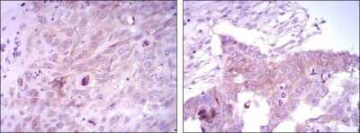 Immunohistochemistry-Paraffin: FoxD3 Antibody (5G9) - BSA Free [NBP1-51685]