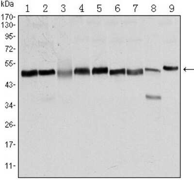 Western Blot: FoxD3 Antibody (5G9)BSA Free [NBP1-51685]