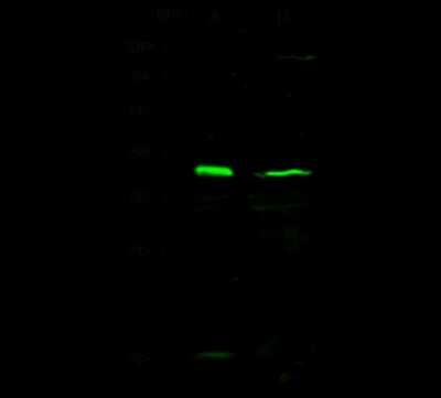 Western Blot: FoxD3 Antibody [NBP2-98721]