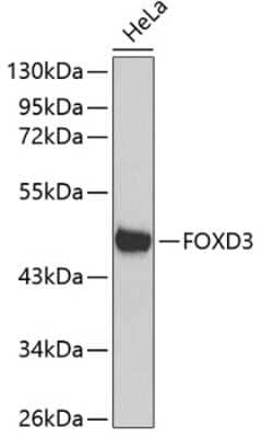 Western Blot: FoxD3 AntibodyBSA Free [NBP3-04082]