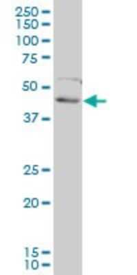 Western Blot: FoxF2 Antibody (2D7) [H00002295-M01]