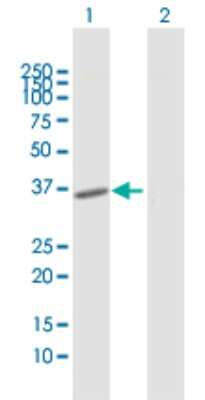 Western Blot: FoxH1 Antibody [H00008928-D01P]