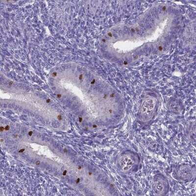 Immunohistochemistry-Paraffin: FoxJ1/HFH4 Antibody [NBP1-87928]