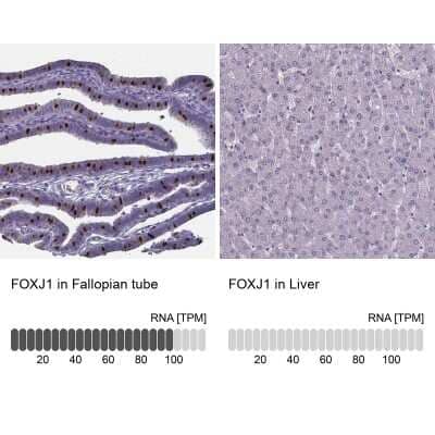 Immunohistochemistry-Paraffin: FoxJ1/HFH4 Antibody [NBP1-87928]