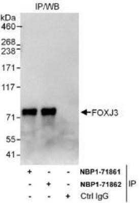 Immunoprecipitation: FoxJ3 Antibody [NBP1-71861]