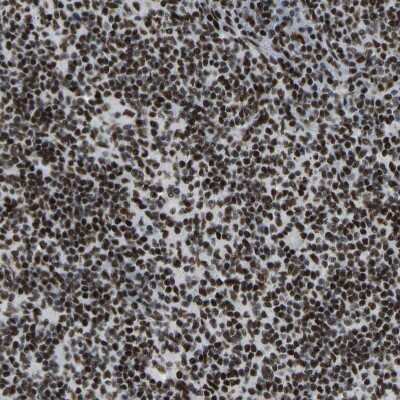 Immunohistochemistry-Paraffin: FoxK1 Antibody [NBP1-83110]