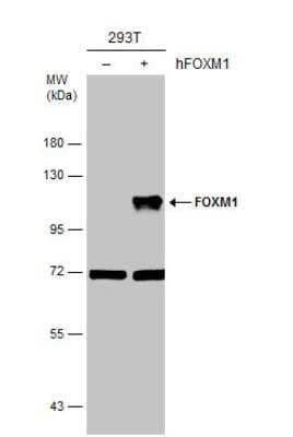 Western Blot: FoxM1 Antibody [NBP1-30961]