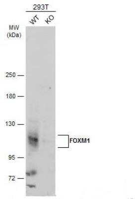 Knockout Validated: FoxM1 Antibody [NBP2-16519]