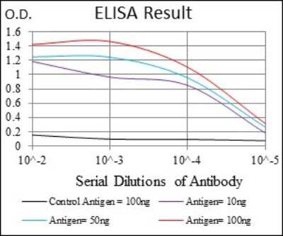 ELISA: FoxO1/FKHR Antibody (3B6) - BSA Free [NBP2-22190]