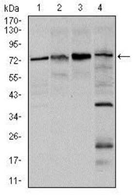 Western Blot: FoxO1/FKHR Antibody (3B6)BSA Free [NBP2-22190]