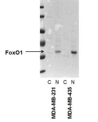 Western Blot: FoxO1/FKHR Antibody (3B6)BSA Free [NBP2-22190]