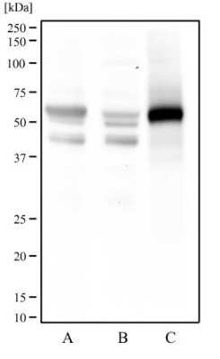 Western Blot: FoxO1/FKHR Antibody (83N7F8)Azide and BSA Free [NBP2-80741]