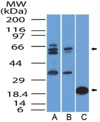 Western Blot: FoxO1/FKHR Antibody (83N7F8)Azide and BSA Free [NBP2-80741]