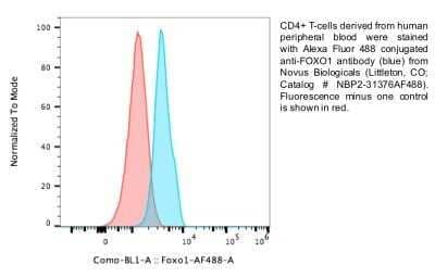 Flow Cytometry: FoxO1/FKHR Antibody (83N7F8) - BSA Free [NBP2-31376]