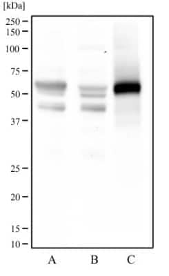 Western Blot: FoxO1/FKHR Antibody (83N7F8)BSA Free [NBP2-31376]