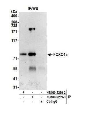 Immunoprecipitation: FoxO1/FKHR Antibody [NB100-2312]
