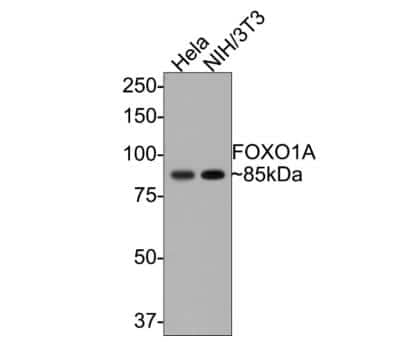 Western Blot: FoxO1/FKHR Antibody (SU33-01) [NBP2-67463]