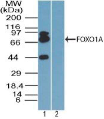 Western Blot: FoxO1/FKHR AntibodyBSA Free [NBP2-24857]