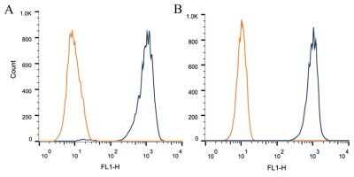 Flow Cytometry: FoxP1 Antibody (JC12) - Azide and BSA Free [NBP2-80742]