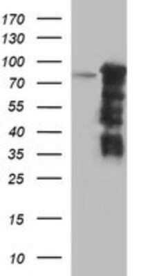 Western Blot: FoxP1 Antibody (OTI4F1)Azide and BSA Free [NBP2-71831]