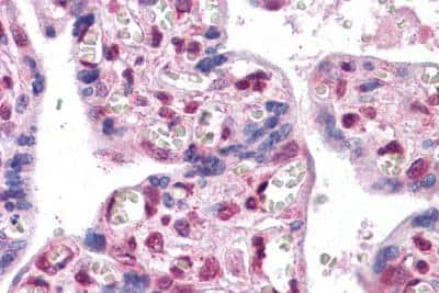 Immunohistochemistry-Paraffin: FoxP2 Antibody [NB100-55411]