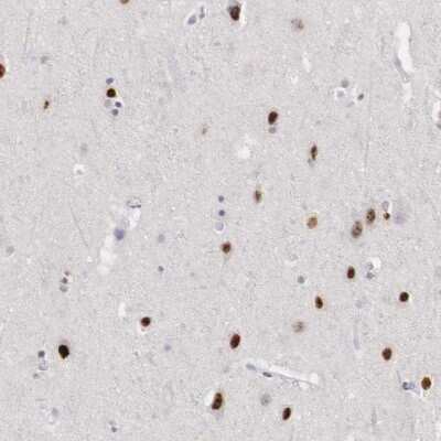 Immunohistochemistry-Paraffin: FoxP2 Antibody [NBP1-86671]