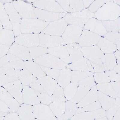 Immunohistochemistry-Paraffin: FoxP2 Antibody [NBP1-86671]