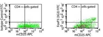 Flow Cytometry: FoxP3 Antibody (3G3) - Azide Free [NBP2-33297]