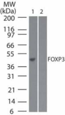 Western Blot: FoxP3 Antibody (3G3)Azide Free [NBP2-33297]