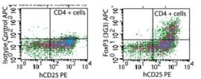 Flow Cytometry: FoxP3 Antibody (3G3) - BSA Free [NB100-56582]