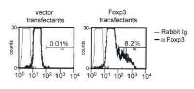 Flow Cytometry: FoxP3 Antibody - BSA Free [NB100-39002]