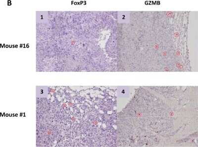 FoxP3 Antibody - BSA Free (NB100-39002) by Novus, Part of FoxP3 Antibody - BSA Free (NB100-39002) by Novus, Part of