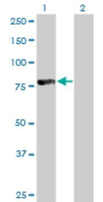 Western Blot: FoxP4 Antibody (3B12) [H00116113-M01]