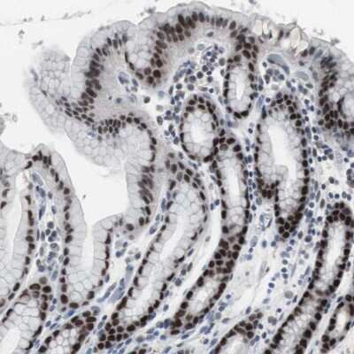 Immunohistochemistry-Paraffin: FoxP4 Antibody [NBP1-83449]