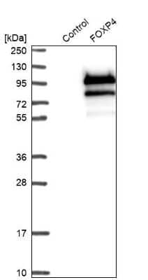 Western Blot: FoxP4 Antibody [NBP1-83449]