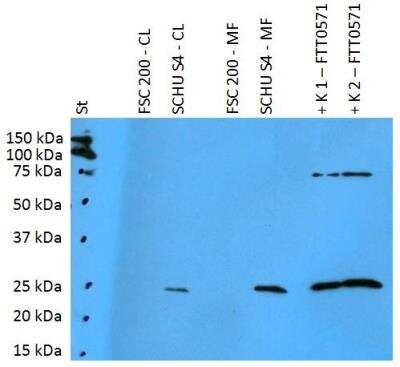 Western Blot: Francisella tularensis ssp. tularensis antigen FTT0571 Antibody [NBP2-62179]