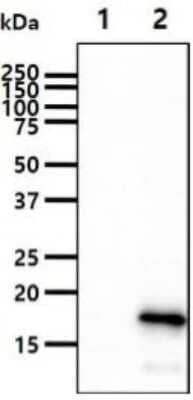 Western Blot: Frataxin Antibody (10E11)BSA Free [NBP2-59478]