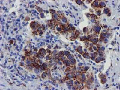 Immunohistochemistry-Paraffin: Frataxin Antibody (OTI1C12) [NBP2-01743]