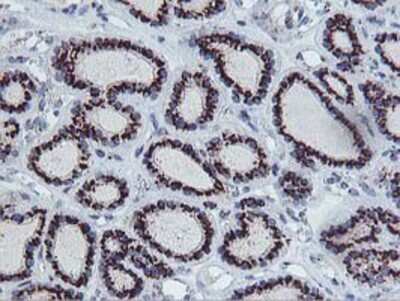 Immunohistochemistry-Paraffin: Frataxin Antibody (OTI1C12) [NBP2-01743]