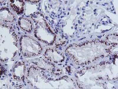 Immunohistochemistry-Paraffin: Frataxin Antibody (OTI1C12) [NBP2-01743]