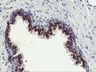 Immunohistochemistry-Paraffin: Frataxin Antibody (OTI1C12) [NBP2-01743]