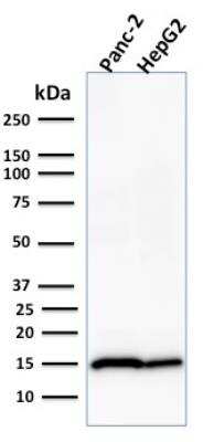 Western Blot: Frataxin Antibody (FXN/2124)Azide and BSA Free [NBP2-79936]