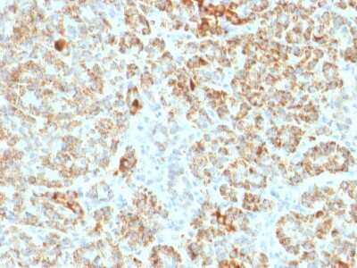 Immunohistochemistry-Paraffin: Frataxin Antibody (FXN/2124) [NBP2-79802]