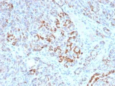 Immunohistochemistry-Paraffin: Frataxin Antibody (FXN/2124) [NBP2-79802]
