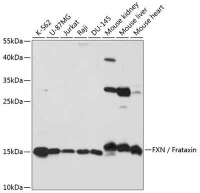 Western Blot: Frataxin AntibodyAzide and BSA Free [NBP3-03725]